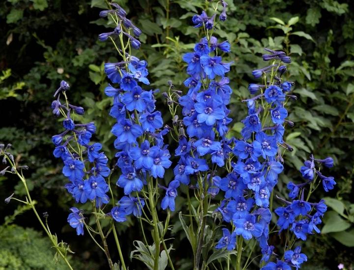 delphinium flowers